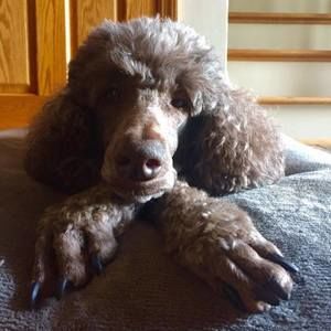 Meet your Posher, David